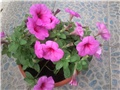 potunia
